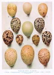 Eggs: Curlew: Great Bustard: etc, illustration from 